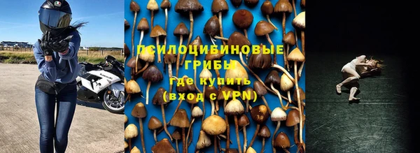прущие грибы Болотное