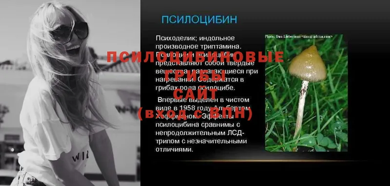 Псилоцибиновые грибы Psilocybe  Ленинск 